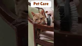 How to comb cat #shorts #petcare #cat