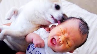 The Dog&#39;s Reaction To The Baby For The First Time Is Super 🤣 Fun Baby and Pet Video