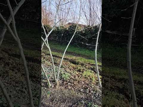 #bordomavi