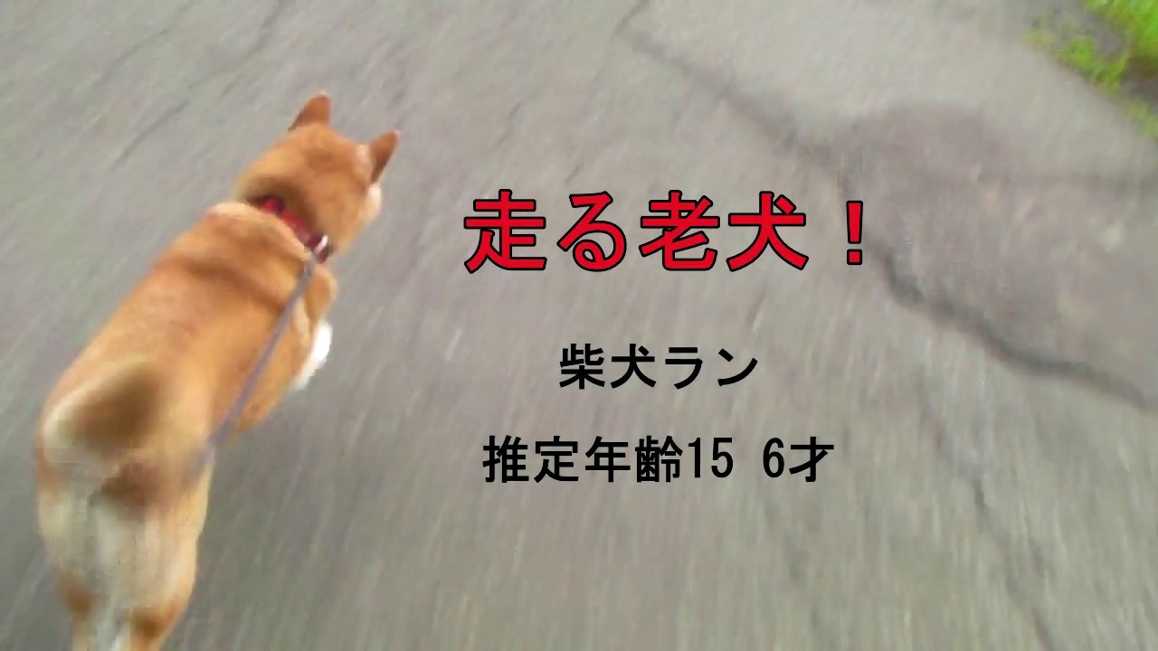 柴犬ジロー 走る老犬 柴犬ラン Youtube