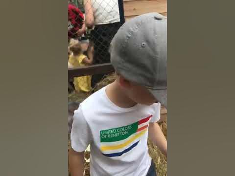 Козлята 🐮🐮🐮🐮🐻🐮🐻🐭🐭🐼🐷🙉🙈🙊🐨🦅🐼🐮🐤🐼🐼🐼🐻🙊🙊🐼🙉🐼🙉🐻🙊🦉🙊🙉🐼🙊🐼🙉🐼🙊🐼🙊🐼🙊🙊🐼 - YouTube