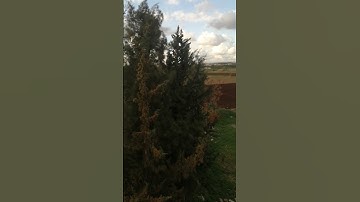 تلاوة طيبة من سورة الجمعة بصوت الحارث ٢ #ترند #تلاوات