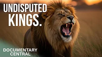 How Lions Evolved to Stay at the top of the Food Chain | The Age of Big Cats | Documentary