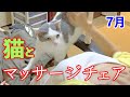 2020年＊猫とマッサージチェア【可愛い猫の多頭飼いに癒される】７月＜JAPAN＞