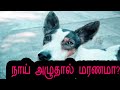    the reason of dog howling dheivamsam tamil