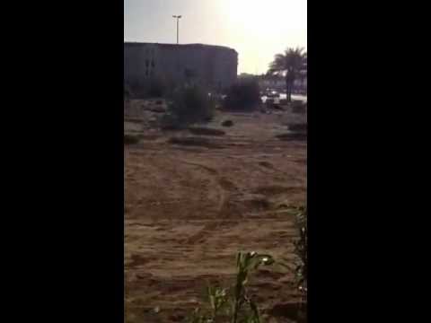 قطة تحاول الصيد 