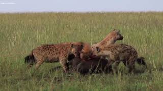 Hayvanı Canlı Canlı Yiyorlar