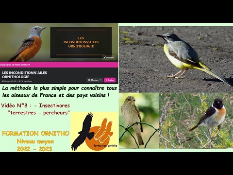 Vidéo: Oiseaux insectivores : noms