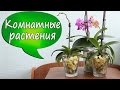 2. Орхидеи в стекле c пенопластом! Начало эксперимента: выращивание фаленопсиса без коры/грунта 2016