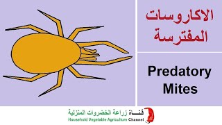 ما هي الاكاروسات المفترسة؟ | Predatory Mites