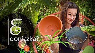 Doniczka Ma Znaczenie Porównanie Doniczek I Osłonek. Jaką Doniczkę Kupić? Doniczkowe Hity I Kity
