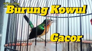 Burung Kowul Gacor - Kolibri Wulung #Kolibridaun #kolibrimuncang 