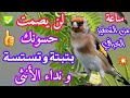 بتبتة و تستسة و نداء الأنثى لإخراج التغاريد المخفية لدى حسونك لا تبخل عليه و راقبه بتبتة الحسون بتبتة و تستسة و نداء الأنثى لإخراج التغاريد المخفية لدى حسونك لا تبخل عليه و راقبه بتبتة الحسون