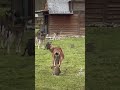 Засекли нас Засекли нас