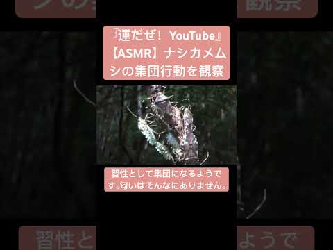 【ASMR】ナシカメムシの集団行動を観察 #sdgs #クワガタ #虫の声 #insects #昆虫 #虫の音 #bug #sound #mating #courtship #yt #虫の鳴き声