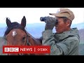 Қирғизистон: Жинсий қувватни ошириш учун қирилган буғулар яна кўпаядими? BBC News O'zbek