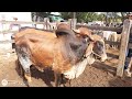 Feira do gado em canafístula Frei Damião. Alagoas. 01.12.2020
