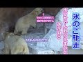 氷のご馳走💗ホウちゃんは取られまいと逃げ回る【天王寺動物園】