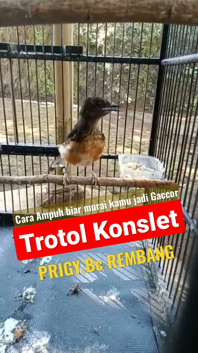 murai batu trotol konslet sampai Telerr