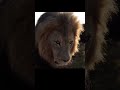 Lion, Intense Raw Power In Nature