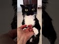 Every day with Uni is so much fun :3 #catsofyoutube #cutecat #uni