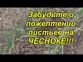 Пожелтел чеснок? Сделайте одну простую вещь и он снова станет зелёным!