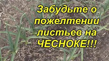 Пожелтел чеснок? Сделайте одну простую вещь и он снова станет зелёным!