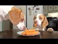Dog &amp; Puppy Steal Carrots off the Kitchen Table: Cute Dog Maymo &amp; Puppy Penny