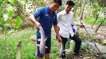 Đến Thăm Vườn Cậu Út Đáng ● Tình Người Miền Tây | Nét Quê #101