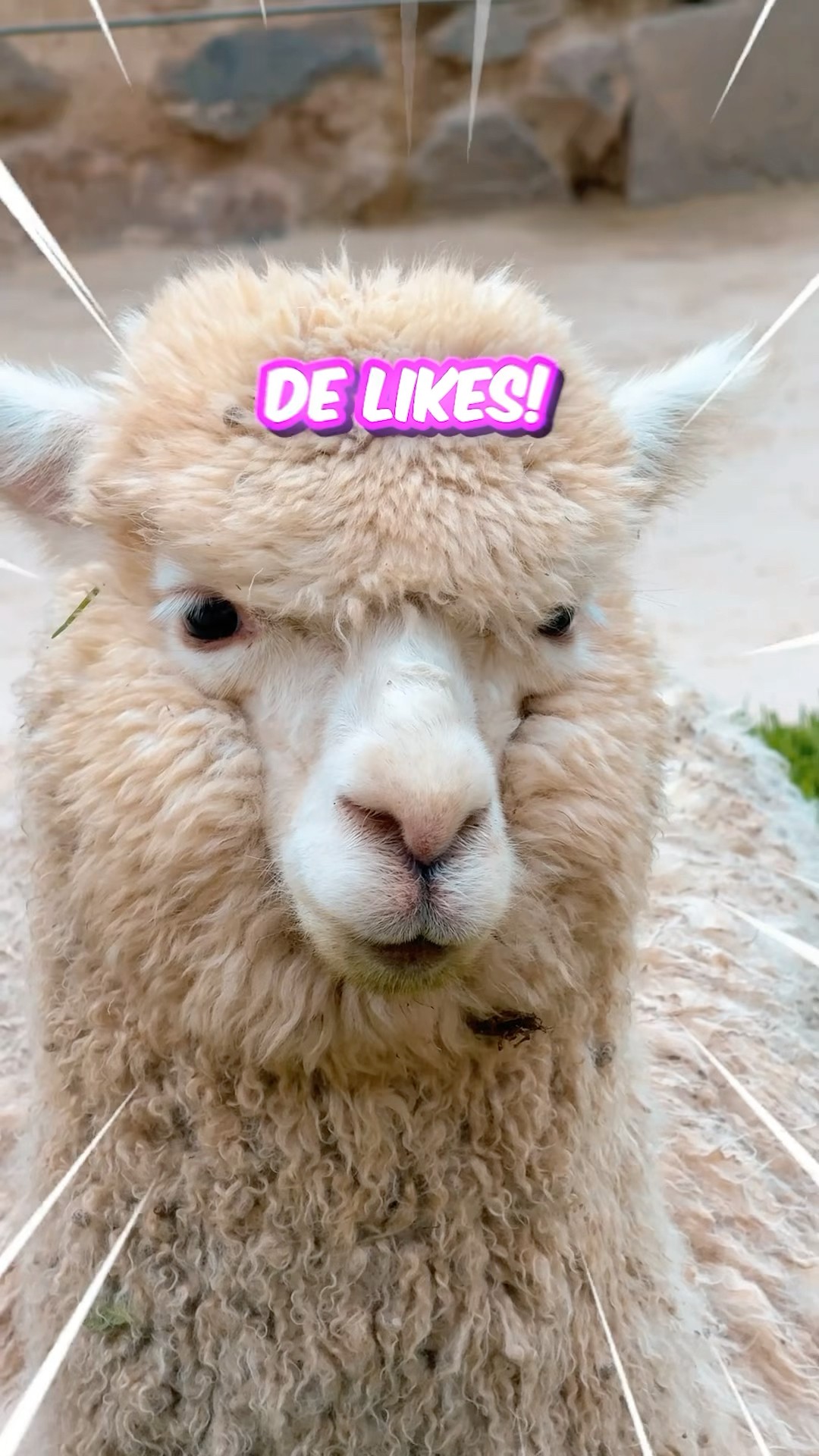 QUIERO QUE ME G0LPEE UNA LLAMA #shorts @MeliRico @carolatv_