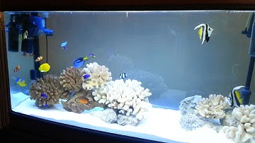 Yellow Tang not eating : HELP