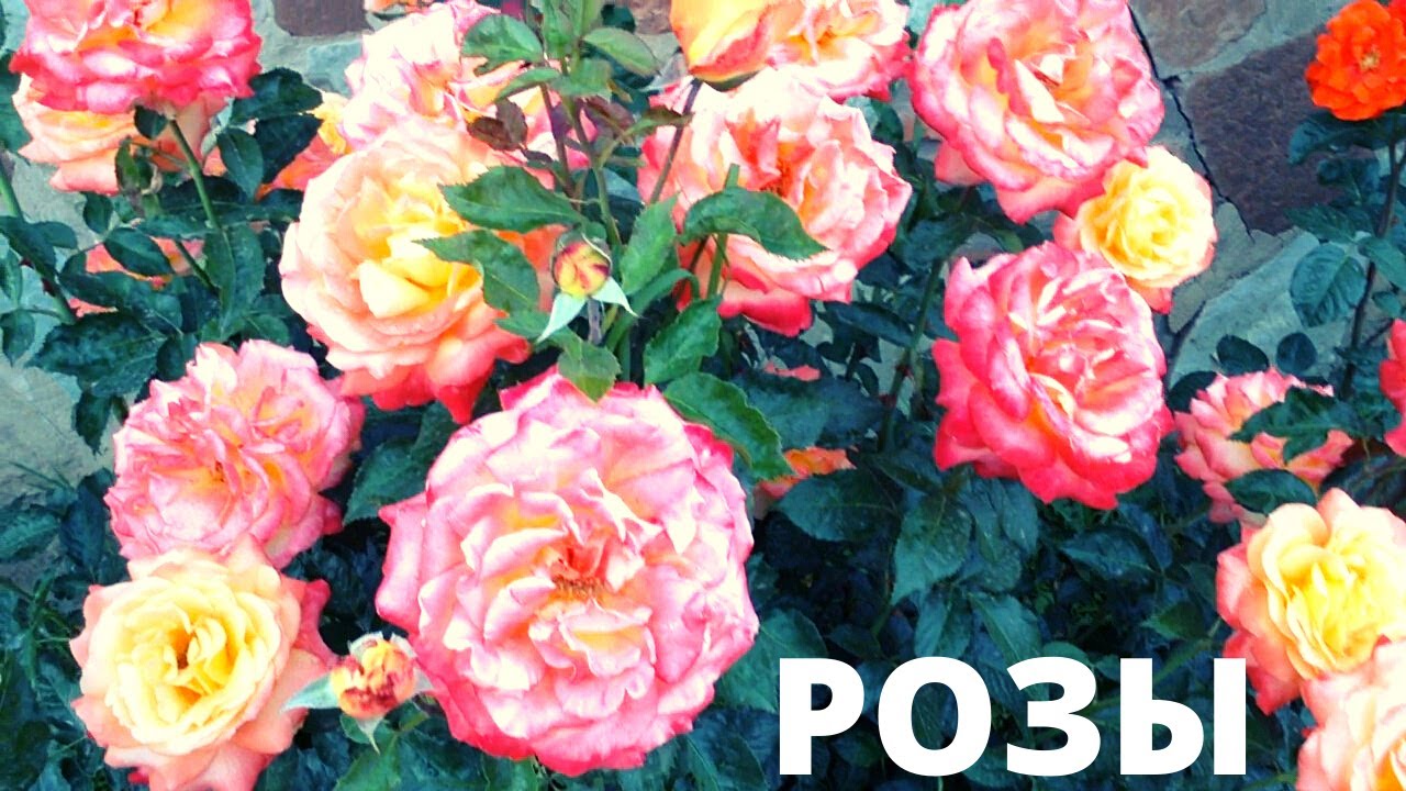 Самые Красивые Розы В Мире Фото
