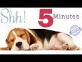 Sound to make your dog sleep within 5 minutes   dog hypnosis