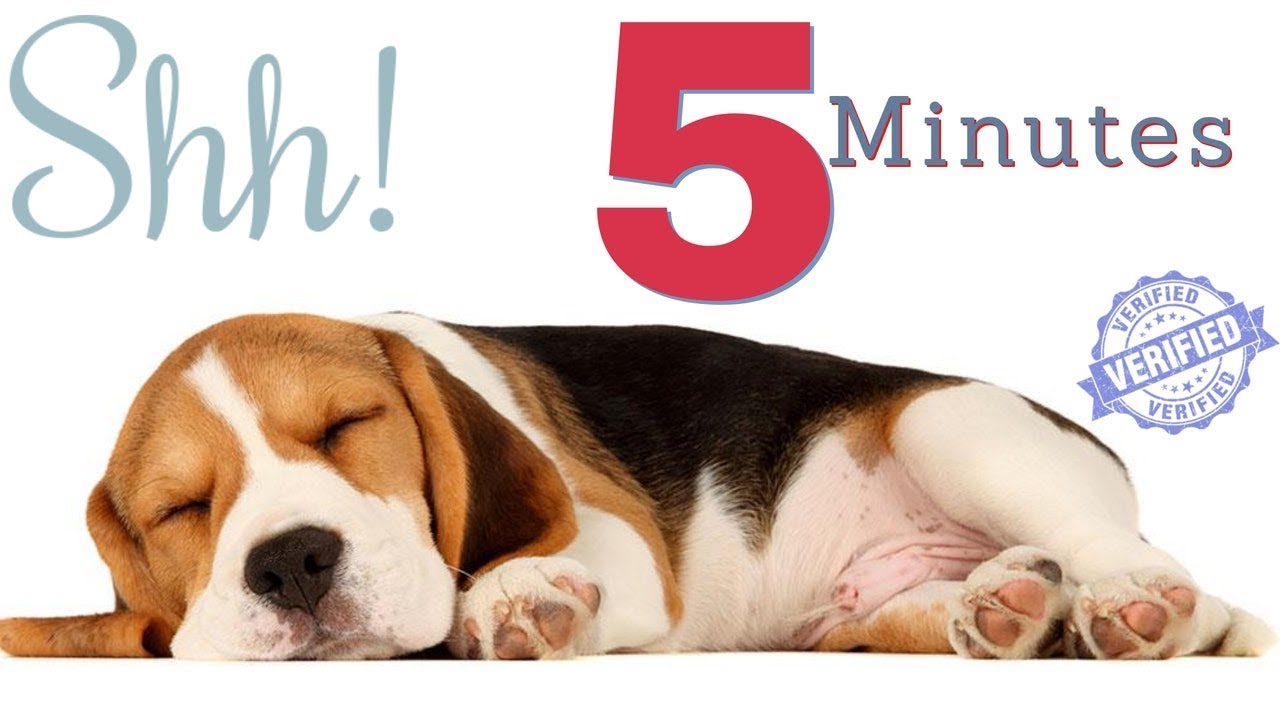 Sound To Make Your Dog Sleep Within 5 Minutes | Dog Hypnosis - Youtube