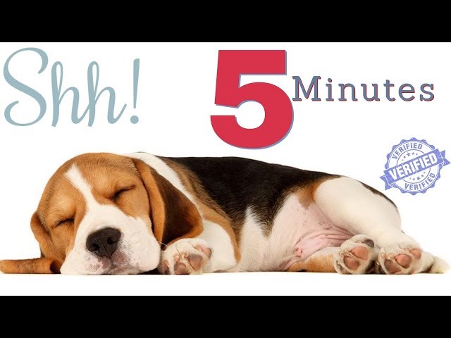 Sound To Make Your Dog Sleep within 5 Minutes  | Dog Hypnosis class=