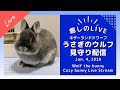 【今日のうさぎ 1/4】ウルフ(ネザーランドドワーフ)といっしょにまったり時間|Wolf the bunny (Netherland Dwarf Bunny) Live Stream