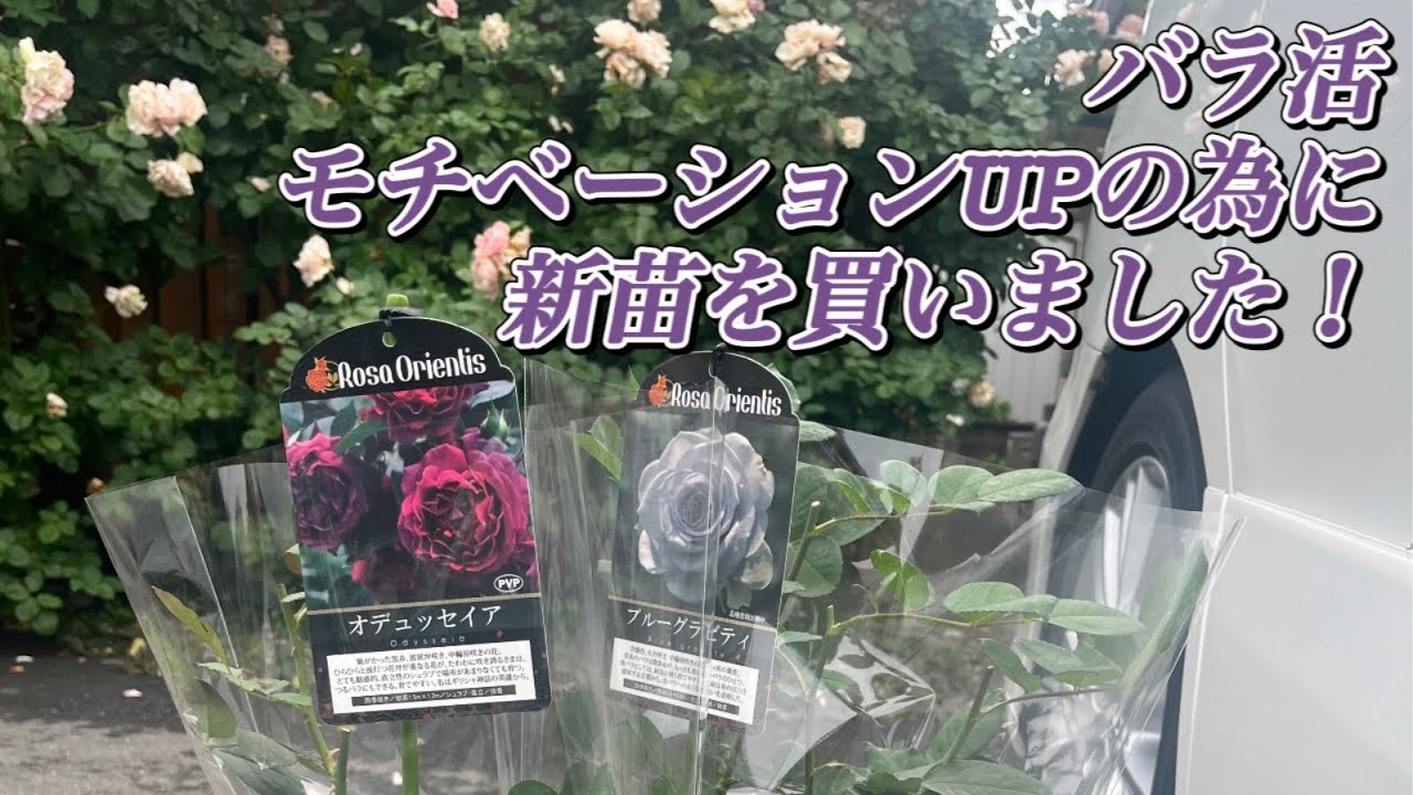Purchasing New Seedlings] Boosting my rose-growing motivation: I