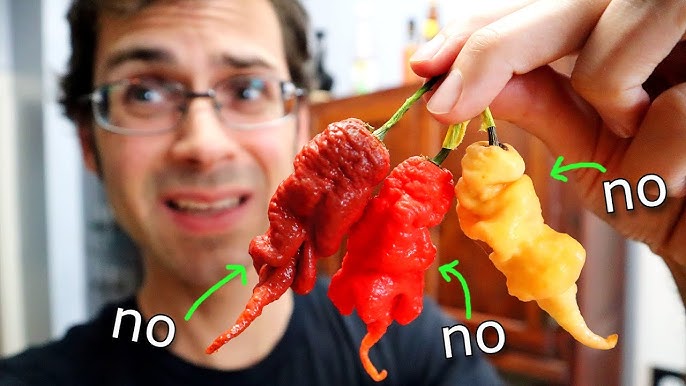 RIPE JALAPENOS Are Red and Taste Great! - Chili Pepper Reviews