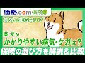 【ペット保険】柴犬のかかりやすい病気・ケガは？健康で気を付けたいポイントを獣医師観点でアドバイス！