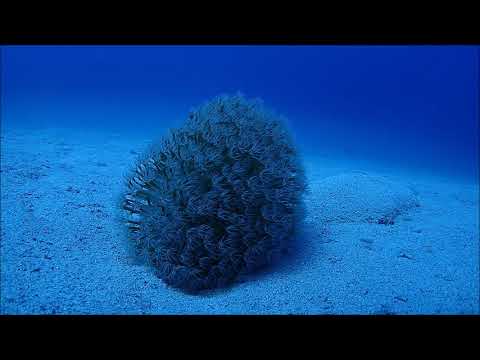 海水海キノコ ウミキノコ | 僕ん家の水槽日記