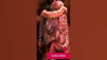 Human Organ System Human body parts #humanbody #humanbodyparts #shorts