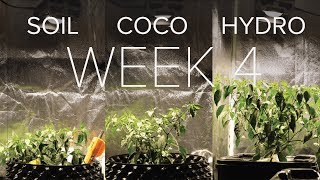 Soil V Coco V Hydro | Week 4 Update