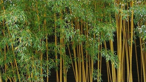 Cách trồng,chăm sóc cây trúc quân tử,kết hợp với cây mai Mỹ.Phong thủy tốt của chậu trúc mai đem lại