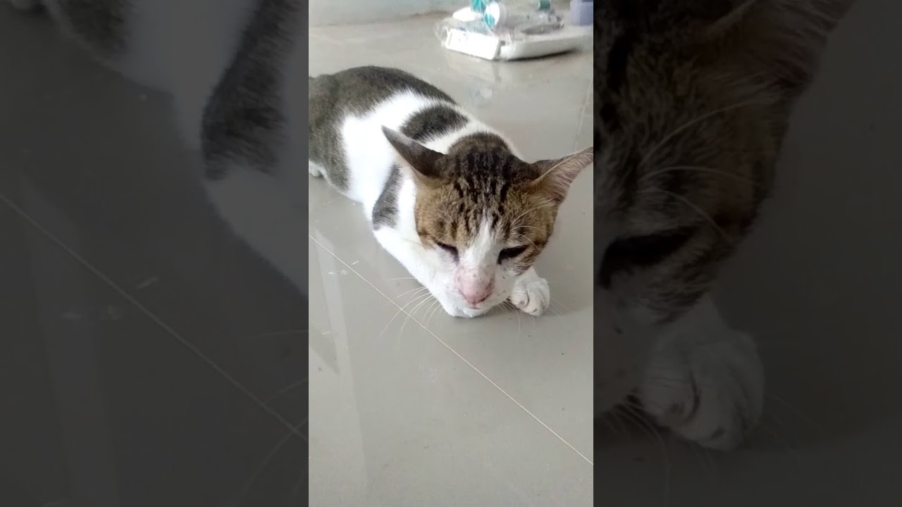  Kucing  lucu  mau tidur  YouTube