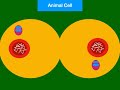 Mitosis meiosis and cell cycle animated and explained