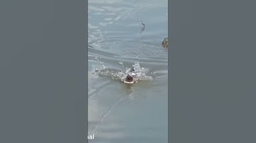 Câu cá lóc. Cận cảnh cá táp mồi. #caucaloc #manhraufishing #caucalockhung