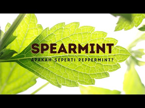 Video: Spearmint: penerangan, penanaman, penggunaan