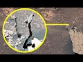 Plantas floreciendo en la superficie de marte capturada por el curiosity de la nasa | sol 3474