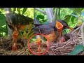 American robin Birds - Mother bird takes care of the baby in the nest [ Review Bird Nest ]