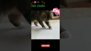 Baby Cats - Cute and Funny Baby Cat Videos Compilation 😍😍#status #talcstudio #shorts #nature #cat